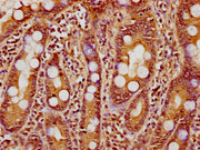 IHC image of CSB-PA010418PA18nhibHU diluted at 1:10 and staining in paraffin-embedded human small intestine tissue performed on a Leica BondTM system. After dewaxing and hydration, antigen retrieval was mediated by high pressure in a citrate buffe...