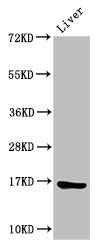 Western Blot Positive WB detected in: Rat liver tissue All lanes: HIST1H3A antibody at 2µg/ml Secondary Goat polyclonal to rabbit IgG at 1/50000 dilution Predicted band size: 16 kDa Observed band size: 16 kDa