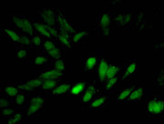 Immunofluorescent analysis of Hela cells using CSB-PA010418PA27me3HU at dilution of 1:100 and Alexa Fluor 488-congugated AffiniPure Goat Anti-Rabbit IgG(H+L)