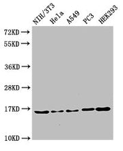 Western Blot Positive WB detected in: NIH/3T3 cell acid extracts, Hela cell acid extracts, A549 cell acid extracts, PC-3 cell acid extracts, HEK293 cell acid extracts All lanes: HIST1H3A antibody at 2µg/ml Secondary Goat polyclonal to rabbit IgG a...