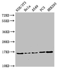Western Blot Positive WB detected in: NIH/3T3 cell acid extracts, Hela cell acid extracts, A549 cell acid extracts, PC-3 cell acid extracts, HEK293 cell acid extracts All lanes: HIST1H3A antibody at 2µg/ml Secondary Goat polyclonal to rabbit IgG a...
