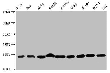 Western Blot Positive WB detected in: Hela whole cell lysate, 293 whole cell lysate, A549 whole cell lysate, HepG2 whole cell lysate, Jurkat whole cell lysate, K562 whole cell lysate, HL60 whole cell lysate, MCF-7 whole cell lysate, LO2 whole cell...