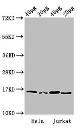 Western Blot Positive WB detected in: Hela cell acid extracts, Jurkat cell acid extracts All lanes: HIST1H3A antibody at 1µg/ml Secondary Goat polyclonal to rabbit IgG at 1/50000 dilution Predicted band size: 16 kDa Observed band size: 16 kDa