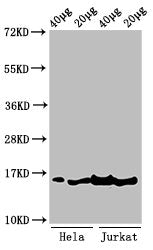 Western Blot Positive WB detected in: Hela cell acid extracts, Jurkat cell acid extracts All lanes: HIST1H3A antibody at 1µg/ml Secondary Goat polyclonal to rabbit IgG at 1/50000 dilution Predicted band size: 16 kDa Observed band size: 16 kDa