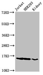 Western Blot Positive WB detected in: Jurkat cell acid extracts, HEK293 cell acid extracts, Rat kidney tissue All lanes: HIST1H3A antibody at 2µg/ml Secondary Goat polyclonal to rabbit IgG at 1/50000 dilution Predicted band size: 16 kDa Observed b...