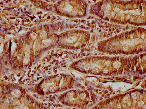 IHC image of CSB-PA010418PA64nacHU diluted at 1:15 and staining in paraffin-embedded human small intestine tissue performed on a Leica BondTM system. After dewaxing and hydration, antigen retrieval was mediated by high pressure in a citrate buffer...