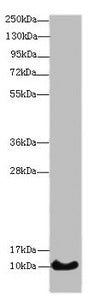 Western blot All lanes: HIST1H4A antibody at 14 ug/ml + Mouse thymus tissue Secondary Goat polyclonal to rabbit IgG at 1/10000 dilution Predicted band size: 11 kDa Observed band size: 11 kDa