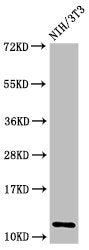 Western Blot Positive WB detected in: NIH/3T3 cell acid extracts All lanes: HIST1H4A antibody at 0.8µg/ml Secondary Goat polyclonal to rabbit IgG at 1/50000 dilution Predicted band size: 12 kDa Observed band size: 12 kDa
