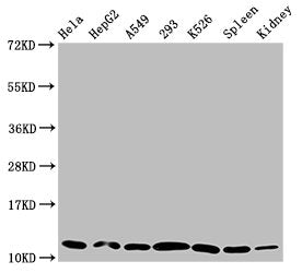 Western Blot Positive WB detected in: Hela whole cell lysate, HepG2 whole cell lysate, A549 whole cell lysate, 293 whole cell lysate, K562 whole cell lysate, Rat spleen tissue, Mouse kidney tissue All lanes: HIST1H4A antibody at 0.29µg/ml Secondar...