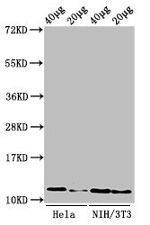 Western Blot Positive WB detected in: Hela cell acid extracts, NIH/3T3 cell acid extracts All lanes: HIST1H4A antibody at 0.5µg/ml Secondary Goat polyclonal to rabbit IgG at 1/50000 dilution Predicted band size: 12 kDa Observed band size: 12 kDa