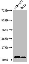 Western Blot Positive WB detected in: NIH/3T3 cell acid extracts, Hela cell acid extracts All lanes: HIST1H4A antibody at 1µg/ml Secondary Goat polyclonal to rabbit IgG at 1/50000 dilution Predicted band size: 12 kDa Observed band size: 12 kDa