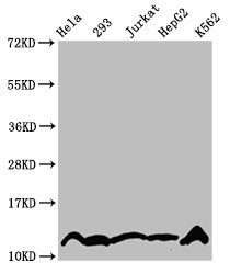 Western Blot Positive WB detected in: Hela whole cell lysate, 293 whole cell lysate, Jurkat whole cell lysate, HepG2 whole cell lysate, K562 whole cell lysate (treated by 30mM sodium crotonylate for 4h) All lanes: HIST1H4A antibody at 2.2µg/ml Sec...
