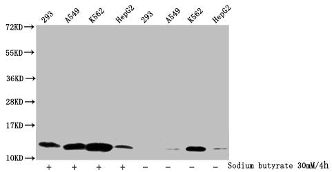 Western Blot Detected samples: 293 whole cell lysate, A549 whole cell lysate, K562 whole cell lysate, HepG2 whole cell lysate; Untreated (-) or treated (+) with 30mM sodium butyrate for 4h All lanes: HIST1H4A antibody at 1:2000 Secondary Goat poly...