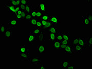 Immunofluorescence staining of Hela cells with CSB-PA010429OA05me1HU at 1:2.5, counter-stained with DAPI. The cells were fixed in 4% formaldehyde, permeabilized using 0.2% Triton X-100 and blocked in 10% normal Goat Serum. The cells were then incu...