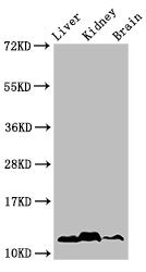 Western Blot Positive WB detected in: Mouse liver tissue, Mouse kideny tissue, Mouse brain tissue All lanes: HIST1H4A antibody at 1µg/ml Secondary Goat polyclonal to rabbit IgG at 1/50000 dilution Predicted band size: 12 kDa Observed band size: 12...