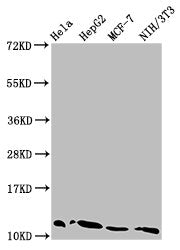 Western Blot Positive WB detected in: Hela whole cell lysate, HepG2 whole cell lysate, MCF-7 whole cell lysate, NIH/3T3 whole cell lysate All lanes: HIST1H4A antibody at 0.08µg/ml Secondary Goat polyclonal to rabbit IgG at 1/50000 dilution Predict...