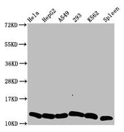 Western Blot Positive WB detected in: Hela whole cell lysate, HepG2 whole cell lysate, A549 whole cell lysate, 293 whole cell lysate, K562 whole cell lysate, Rat spleen tissue All lanes: HIST1H4A antibody at 0.6µg/ml Secondary Goat polyclonal to r...