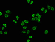 Immunofluorescence staining of Hela cells with CSB-PA010429OA05nme1HU at 1:2.5, counter-stained with DAPI. The cells were fixed in 4% formaldehyde, permeabilized using 0.2% Triton X-100 and blocked in 10% normal Goat Serum. The cells were then inc...