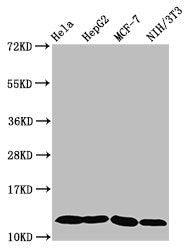 Western Blot Positive WB detected in: Hela whole cell lysate, HepG2 whole cell lysate, MCF-7 whole cell lysate, NIH/3T3 whole cell lysate All lanes: HIST1H4A antibody at 0.6µg/ml Secondary Goat polyclonal to rabbit IgG at 1/50000 dilution Predicte...