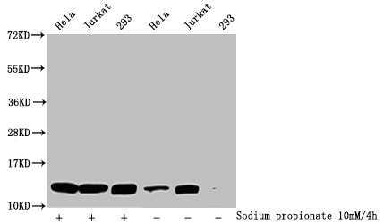 Western Blot Detected samples: Hela whole cell lysate, Jurkat whole cell lysate, 293 whole cell lysate; Untreated (-) or treated (+) with 10mM sodium propionate for 4h All lanes: HIST1H4A antibody at 1:1000 Secondary Goat polyclonal to rabbit IgG...