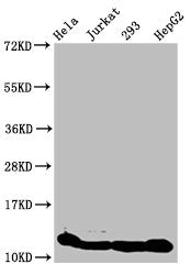 Western Blot Positive WB detected in: Hela whole cell lysate, Jurkat whole cell lysate, 293 whole cell lysate, HepG2 whole cell lysate (treated by 30mM sodium crotonylate for 4h) All lanes: HIST1H4A antibody at 1.6µg/ml Secondary Goat polyclonal t...