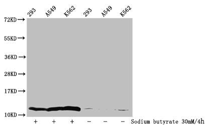 Western Blot Detected samples: 293 whole cell lysate, A549 whole cell lysate, K562 whole cell lysate; Untreated (-) or treated (+) with 30mM sodium butyrate for 4h All lanes: HIST1H4A antibody at 1:100 Secondary Goat polyclonal to rabbit IgG at 1/...