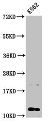 Western Blot Positive WB detected in: K562 whole cell lysate All lanes: HIST1H4A antibody at 0.59µg/ml Secondary Goat polyclonal to rabbit IgG at 1/50000 dilution Predicted band size: 12 kDa Observed band size: 12 kDa