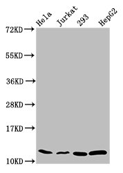 Western Blot Positive WB detected in: Hela whole cell lysate, Jurkat whole cell lysate, 293 whole cell lysate, HepG2 whole cell lysate All lanes: HIST1H4A antibody at 0.31µg/ml Secondary Goat polyclonal to rabbit IgG at 1/50000 dilution Predicted...