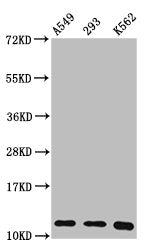 Western Blot Positive WB detected in: A549 whole cell lysate, 293 whole cell lysate, K562 whole cell lysate All lanes: HIST1H4A antibody at 0.36µg/ml Secondary Goat polyclonal to rabbit IgG at 1/50000 dilution Predicted band size: 12 kDa Observed...