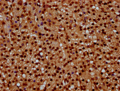 IHC image of CSB-PA010429OA08npropHU diluted at 1:10 and staining in paraffin-embedded human adrenal gland tissue performed on a Leica BondTM system. After dewaxing and hydration, antigen retrieval was mediated by high pressure in a citrate buffer...