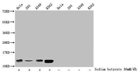 Western Blot Detected samples: Hela whole cell lysate, 293 whole cell lysate, A549 whole cell lysate, K562 whole cell lysate; Untreated (-) or treated (+) with 30mM sodium butyrate for 4h All lanes: HIST1H4A antibody at 1:2000 Secondary Goat polyc...