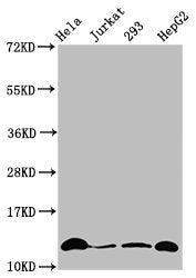 Western Blot Positive WB detected in: Hela whole cell lysate, Jurkat whole cell lysate, 293 whole cell lysate, HepG2 whole cell lysate (treated by 30mM sodium crotonylate for 4h) All lanes: HIST1H4A antibody at 0.15µg/ml Secondary Goat polyclonal...