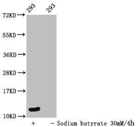 Western Blot Detected samples: 293 whole cell lysate; Untreated (-) or treated (+) with 30mM sodium butyrate for 4h All lanes: HIST1H4A antibody at 1:100 Secondary Goat polyclonal to rabbit IgG at 1/50000 dilution Predicted band size: 12 kDa Obser...