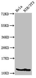 Western Blot Positive WB detected in: Hela cell acid extracts, NIH/3T3 cell acid extracts All lanes: HIST1H4A antibody at 2µg/ml Secondary Goat polyclonal to rabbit IgG at 1/50000 dilution Predicted band size: 12 kDa Observed band size: 12 kDa