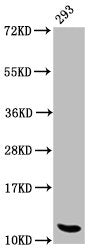 Western Blot Positive WB detected in: 293 whole cell lysate All lanes: HIST1H4A antibody at 1.1µg/ml Secondary Goat polyclonal to rabbit IgG at 1/50000 dilution Predicted band size: 12 kDa Observed band size: 12 kDa