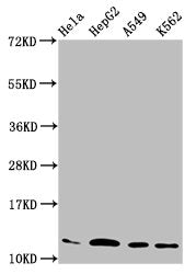 Western Blot Positive WB detected in: Hela whole cell lysate, HepG2 whole cell lysate, A549 whole cell lysate, K562 whole cell lysate All lanes: HIST1H4A antibody at 2.2µg/ml Secondary Goat polyclonal to rabbit IgG at 1/50000 dilution Predicted ba...