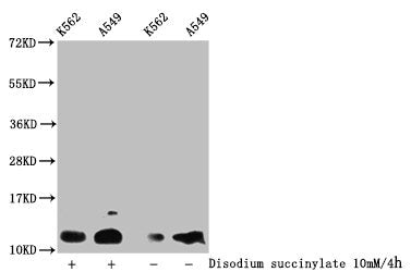 Western Blot Detected samples: K562 whole cell lysate, A549 whole cell lysate; Untreated (-) or treated (+) with 10mM disodium succinylate for 4h All lanes: HIST1H4A antibody at 1:100 Secondary Goat polyclonal to rabbit IgG at 1/50000 dilution Pre...