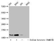 Western Blot Detected samples: 293 whole cell lysate, K562 whole cell lysate; Untreated (-) or treated (+) with 30mM sodium butyrate for 4h All lanes: HIST1H4A antibody at 1:100 Secondary Goat polyclonal to rabbit IgG at 1/50000 dilution Predicted...