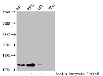 Western Blot Detected samples: 293 whole cell lysate, K562 whole cell lysate; Untreated (-) or treated (+) with 30mM sodium butyrate for 4h All lanes: HIST1H4A antibody at 1:100 Secondary Goat polyclonal to rabbit IgG at 1/50000 dilution Predicted...