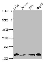 Western Blot Positive WB detected in: Hela whole cell lysate, Jurkat whole cell lysate, 293 whole cell lysate, HepG2 whole cell lysate (treated by 30mM sodium crotonylate for 4h) All lanes: HIST1H4A antibody at 1.5µg/ml Secondary Goat polyclonal t...