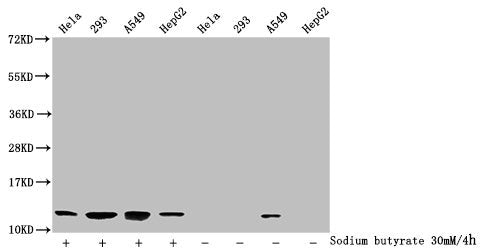 Western Blot Detected samples: Hela whole cell lysate, 293 whole cell lysate, A549 whole cell lysate, HepG2 whole cell lysate; Untreated (-) or treated (+) with 30mM sodium butyrate for 4h All lanes: HIST1H4A antibody at 1:2000 Secondary Goat poly...