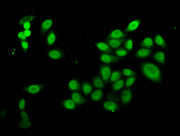 Immunofluorescence staining of Hela cells with CSB-PA010429OA16nbutHU at 1:5, counter-stained with DAPI. The cells were fixed in 4% formaldehyde, permeabilized using 0.2% Triton X-100 and blocked in 10% normal Goat Serum. The cells were then incub...