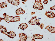 IHC image of CSB-PA010429OA16npropHU diluted at 1:20 and staining in paraffin-embedded human placenta tissue performed on a Leica BondTM system. After dewaxing and hydration, antigen retrieval was mediated by high pressure in a citrate buffer (pH...