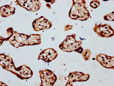 IHC image of CSB-PA010429OA16npropHU diluted at 1:20 and staining in paraffin-embedded human placenta tissue performed on a Leica BondTM system. After dewaxing and hydration, antigen retrieval was mediated by high pressure in a citrate buffer (pH...