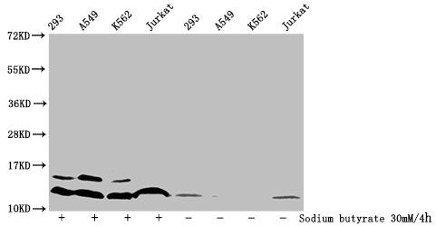 Western Blot Detected samples: 293 whole cell lysate, A549 whole cell lysate, K562 whole cell lysate, Jurkat whole cell lysate; Untreated (-) or treated (+) with 30mM sodium butyrate for 4h All lanes: HIST1H4A antibody at 1:100 Secondary Goat poly...