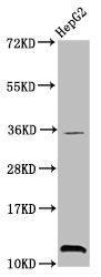 Western Blot Positive WB detected in: HepG2 whole cell lysate All lanes: HIST1H4A antibody at 0.8µg/ml Secondary Goat polyclonal to rabbit IgG at 1/50000 dilution Predicted band size: 12 kDa Observed band size: 12 kDa