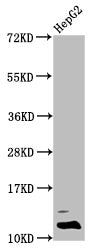 Western Blot Positive WB detected in: HepG2 whole cell lysate (treated with 30mM sodium butyrate for 4h) All lanes: HIST1H4A antibody at 0.5µg/ml Secondary Goat polyclonal to rabbit IgG at 1/50000 dilution Predicted band size: 12 kDa Observed band...