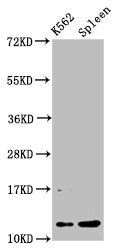 Western Blot Positive WB detected in: K562 whole cell lysate, Rat spleen tissue All lanes: HIST1H4A antibody at 0.53µg/ml Secondary Goat polyclonal to rabbit IgG at 1/50000 dilution Predicted band size: 12 kDa Observed band size: 12 kDa