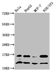 Western Blot Positive WB detected in: Hela whole cell lysate, HepG2 whole cell lysate, MCF-7 whole cell lysate, NIH/3T3 whole cell lysate All lanes: HIST1H4A antibody at 1.24µg/ml Secondary Goat polyclonal to rabbit IgG at 1/50000 dilution Predict...