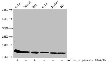 Western Blot Detected samples: Hela whole cell lysate, Jurkat whole cell lysate, 293 whole cell lysate; Untreated (-) or treated (+) with 10mM Sodium propionate for 4h All lanes: HIST1H4A antibody at 1:1000 Secondary Goat polyclonal to rabbit IgG...